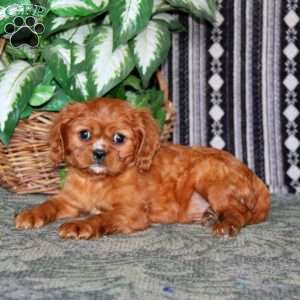 Ivy, Cavalier King Charles Spaniel Puppy