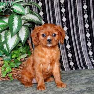 Ivy, Cavalier King Charles Spaniel Puppy