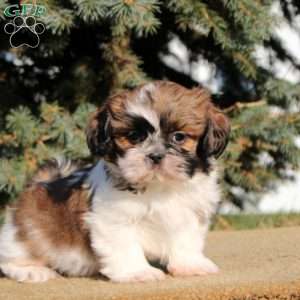 Ivy, Shih Tzu Puppy