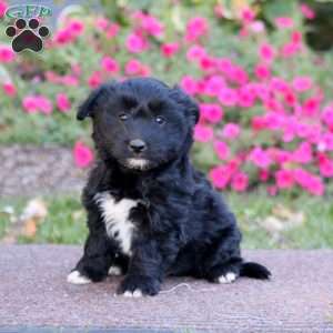 Jack, Havanese Mix Puppy