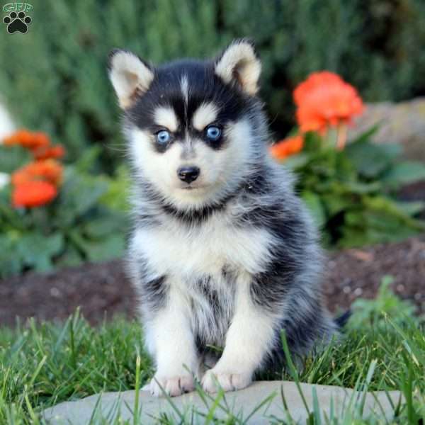 Jace, Pomsky Puppy