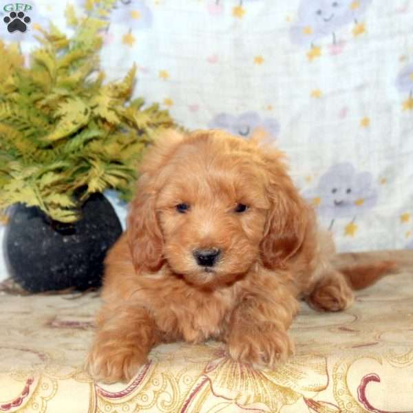 Jace, Mini Goldendoodle Puppy