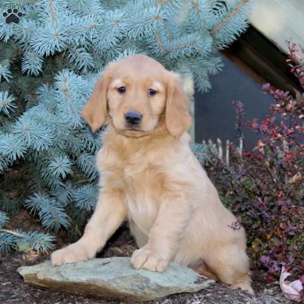 Jack, Golden Retriever Puppy