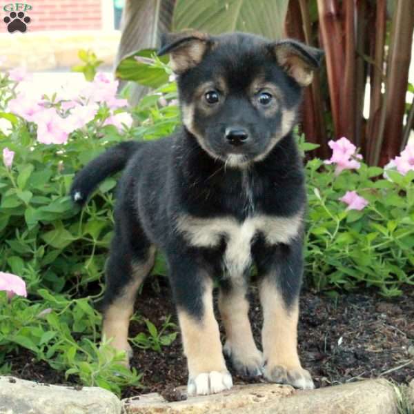 Jack, Fox Terrier Mix Puppy