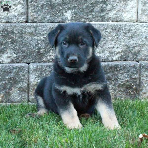 Jack, German Shepherd Puppy