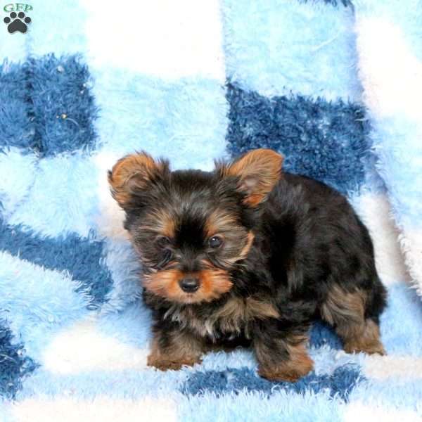 Jack, Yorkie Puppy