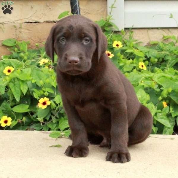 Jack, Chocolate Labrador Retriever Puppy