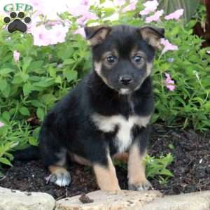 Jack, Fox Terrier Mix Puppy