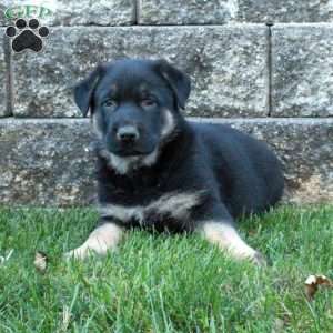 Jack, German Shepherd Puppy