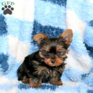 Jack, Yorkie Puppy