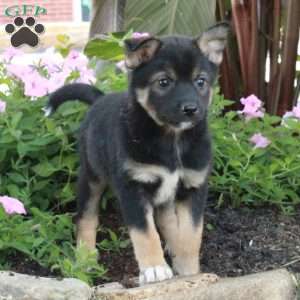 Jack, Fox Terrier Mix Puppy