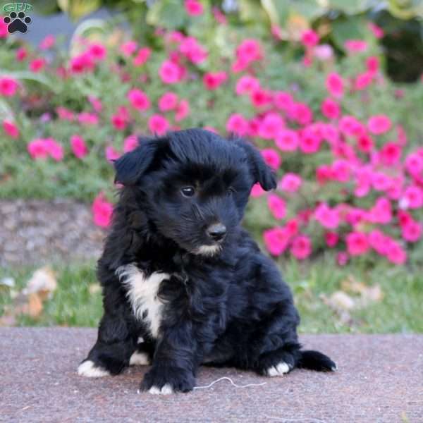 Jack, Havanese Mix Puppy