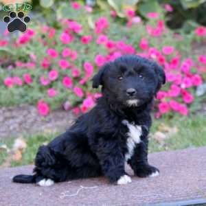 Jack, Havanese Mix Puppy