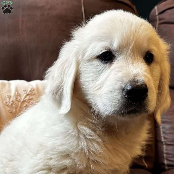 Jacki, English Cream Golden Retriever Puppy