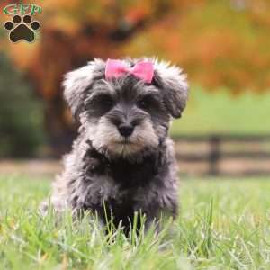 Jackie, Miniature Schnauzer Puppy