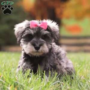 Jackie, Miniature Schnauzer Puppy