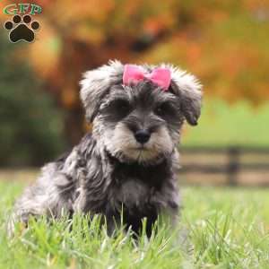 Jackie, Miniature Schnauzer Puppy