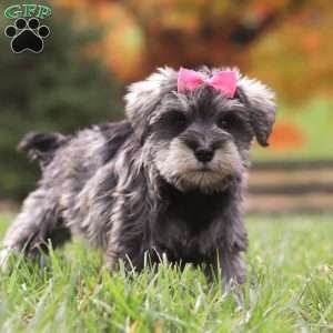 Jackie, Miniature Schnauzer Puppy