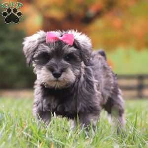 Jackie, Miniature Schnauzer Puppy