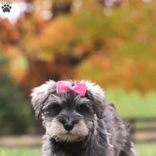 Jackie, Miniature Schnauzer Puppy