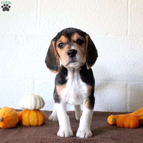 Jackie, Beagle Puppy