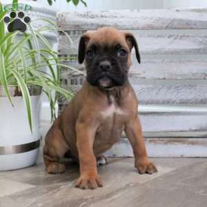 Jackson, Boxer Puppy