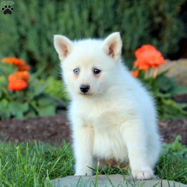 Jadah, Pomsky Puppy