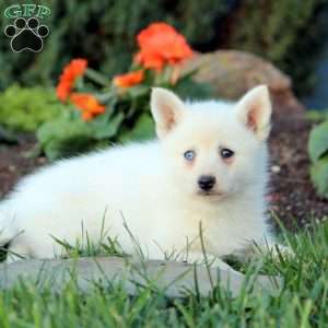 Jadah, Pomsky Puppy