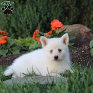 Jadah, Pomsky Puppy