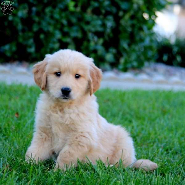 Jade, Golden Retriever Puppy