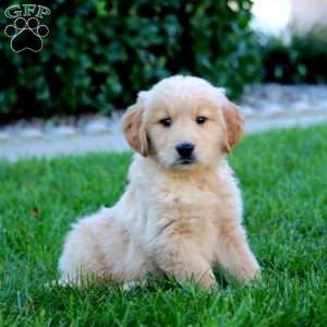 Jade, Golden Retriever Puppy