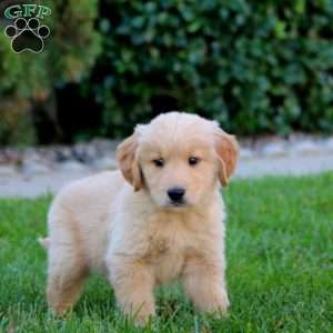 Jade, Golden Retriever Puppy