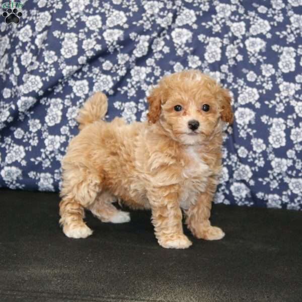 Jaden, Toy Poodle Puppy