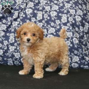 Jaden, Toy Poodle Puppy