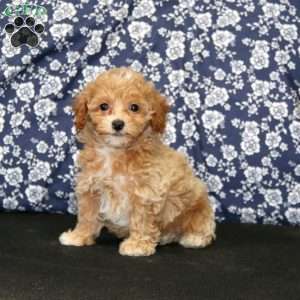 Jaden, Toy Poodle Puppy