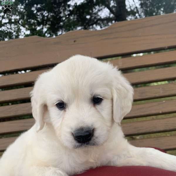 Jamal, English Cream Golden Retriever Puppy