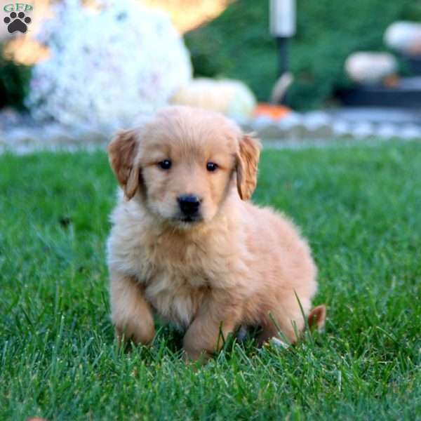 Jamie, Golden Retriever Puppy