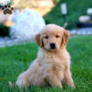 Jamie, Golden Retriever Puppy