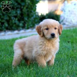 Jamie, Golden Retriever Puppy