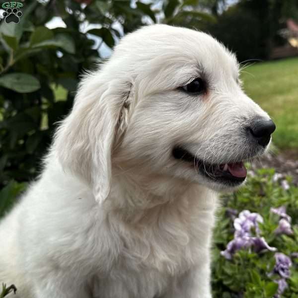 Jamie, English Cream Golden Retriever Puppy