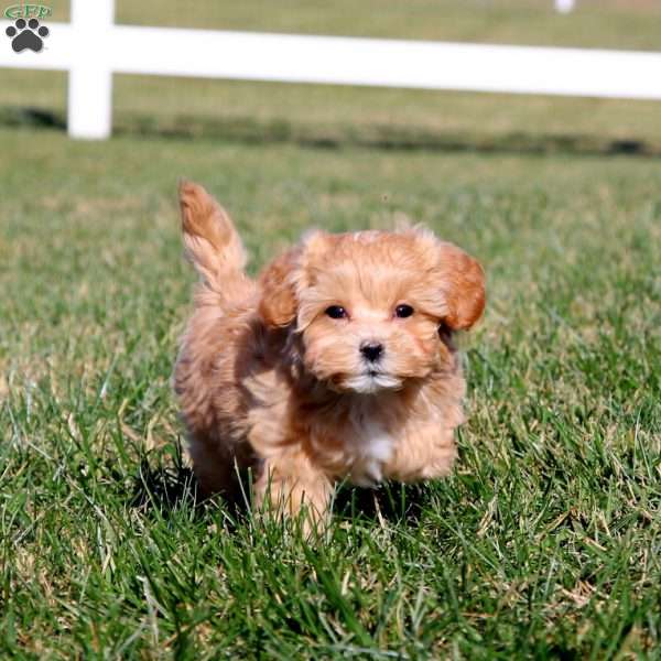 Janae, Maltipoo Puppy