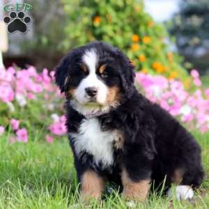 Jane, Bernese Mountain Dog Puppy