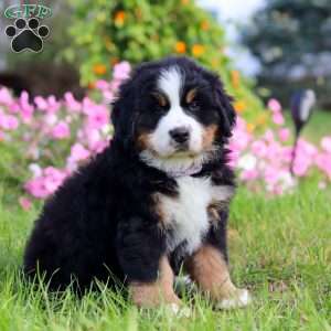 Jane, Bernese Mountain Dog Puppy