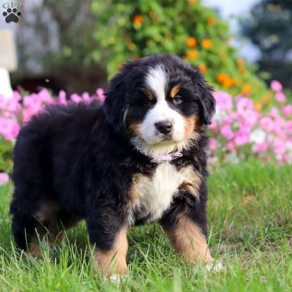 Jane, Bernese Mountain Dog Puppy