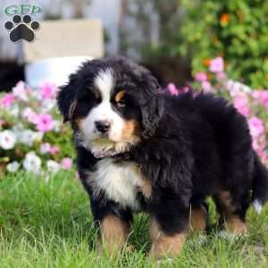 Jane, Bernese Mountain Dog Puppy