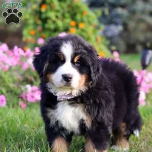 Jane, Bernese Mountain Dog Puppy