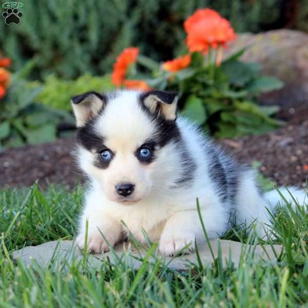 Jane, Pomsky Puppy