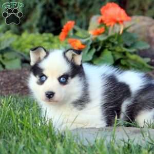 Jane, Pomsky Puppy