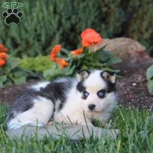 Jane, Pomsky Puppy