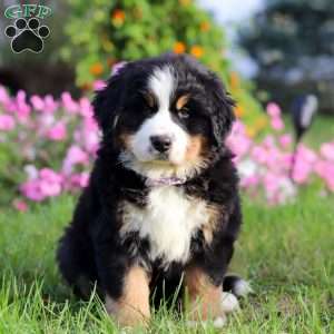 Jane, Bernese Mountain Dog Puppy